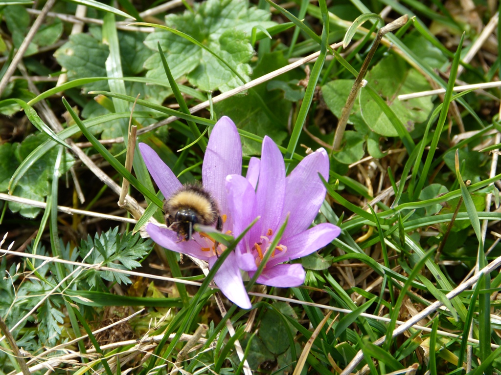 Colchique dans les près